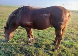 Продам коня вік 8 років жеребець спокійний робочий возить верхи - VDALA.PRO
