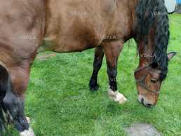 Продаємо коня (8 років) в с.Брани. - VDALA.PRO