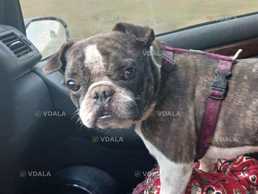 шукаємо надійних господарів для французького бульдогу - VDALA.PRO