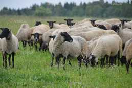 Продажа готового бизнеса ферма овцы - VDALA.PRO