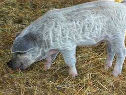 Продаж поросят Вугорської пухової мангалиці - VDALA.PRO