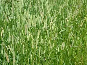 Продаем семена тимофеевки луговой - VDALA.PRO