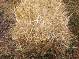 Продам солому Продам солому - VDALA.PRO