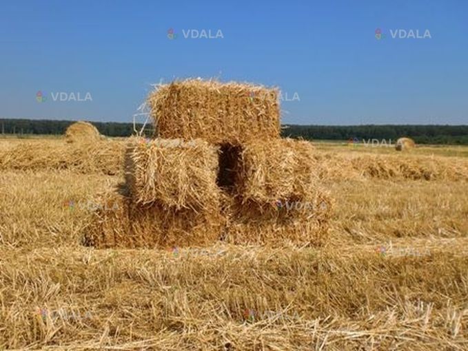 Продам в тюках Сіно - VDALA.PRO
