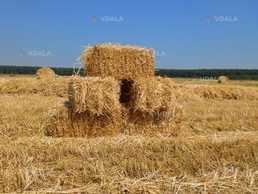 Продам в тюках Сіно Продам в тюках Сіно - VDALA.PRO