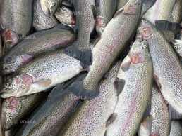 Форель, лосось ,ікра форелі - VDALA.PRO