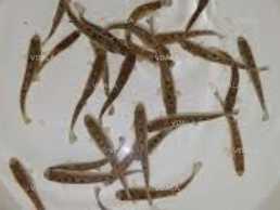 Продам малька форелі - VDALA.PRO