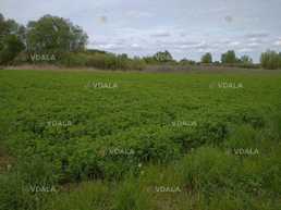 Продам Город 9.48 соток - VDALA.PRO