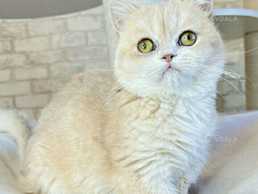 Випала маленька кішечка з вікна. Зникла, Київ правий - VDALA.PRO