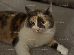 Пропала КІШКА «Карма» ДОПОМОЖІТЬ знайти та повернути ЇЇ додому! Київ - VDALA.PRO