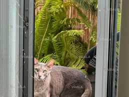 Зникла кішка Луна. Випала з 2го поверху балкона в ЖК Європейка - VDALA.PRO