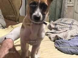 Зникла собака «Сімба» - VDALA.PRO