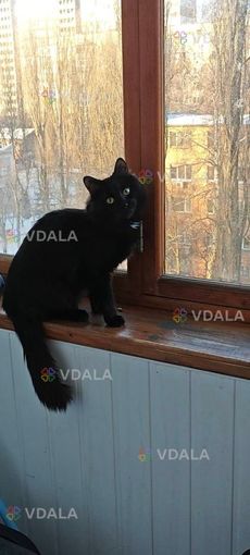 Зник кіт «Блек» - VDALA.PRO