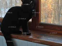 Зник кіт «Блек» - VDALA.PRO