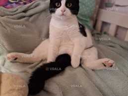 Чорно-білий котик, дуже лагідний трохи пухнастий. будь ласкп - VDALA.PRO