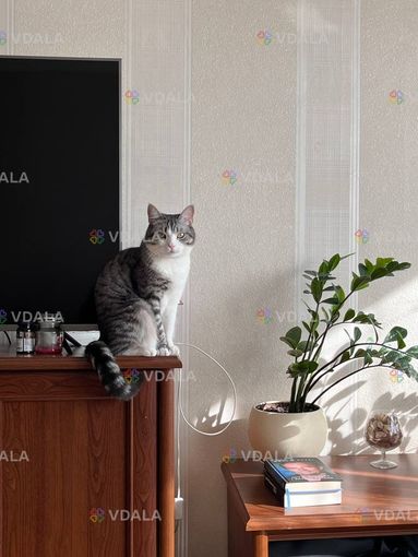 Зник кіт «Вінсент» - VDALA.PRO