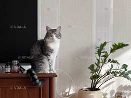 Зник кіт «Вінсент» - VDALA.PRO