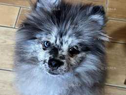 Зник пес «Оскар» на трухановому острові - VDALA.PRO