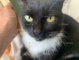 Зникла кішка «Мурочка» Київ - VDALA.PRO