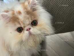 Зник кіт «Льова» - VDALA.PRO