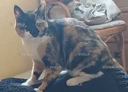 Зникла кішечка. Київ, Садова. Допоможіть! - VDALA.PRO