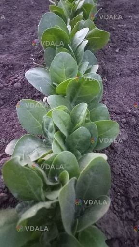 Розсада табака кріпкого - VDALA.PRO