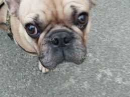 Пропала собака французкий бульдог песочного цвета. - VDALA.PRO