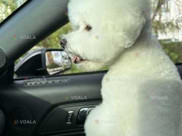 Вязка Бішон Фрізе Вязка Бішон Фрізе - VDALA.PRO