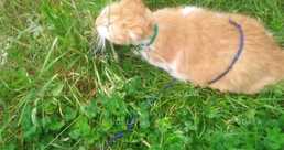 Помогите найти кошку - VDALA.PRO