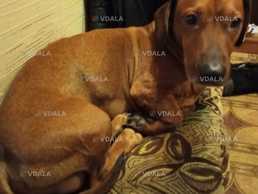 Пропала собака на Оболони - VDALA.PRO