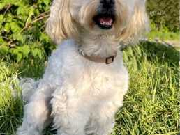 Потерялась собака Киев, Печерск, загубився пес, пропала собака - VDALA.PRO