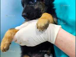 Щенок, Девочка! В семью - VDALA.PRO