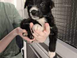 Чудова Дівчинка! Віддається!) Цуценя, Київ - VDALA.PRO