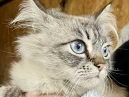 Невская маскарадная кошечка 1г, тайская табби поинт - VDALA.PRO