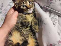 Кошеня в добрі руки - VDALA.PRO