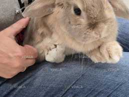 Карликовий кролик - VDALA.PRO