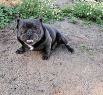 Блакитний бульдог - VDALA.PRO