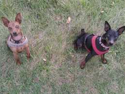 Вязка цвергпинчера 700грн - VDALA.PRO