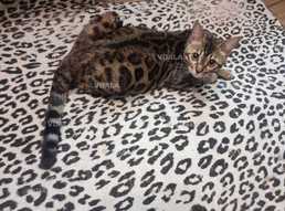 Кіт Бенгал з документами, вязка,ціна по домовленості. - VDALA.PRO