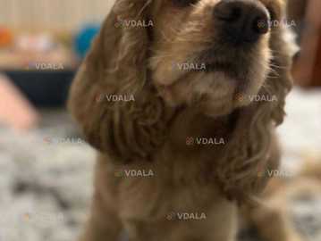 Шукаємо дівчинку для Американського кокер-спаніеля Шукаємо дівчинку для Американського кокер-спаніеля - VDALA.PRO