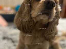 Шукаємо дівчинку для Американського кокер-спаніеля - VDALA.PRO