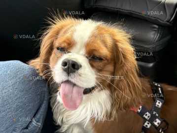 Кавалер кінг Чарльз спаніель Кавалер кінг Чарльз спаніель - VDALA.PRO
