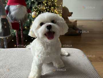 Мальтезе хлопчик (мальтійська болонка) Мальтезе хлопчик (мальтійська болонка) - VDALA.PRO