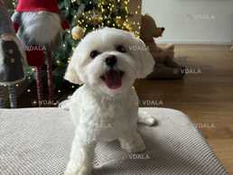 Мальтезе хлопчик (мальтійська болонка) Мальтезе хлопчик (мальтійська болонка) - VDALA.PRO