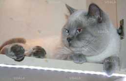 Вязка голубоглазого шотландского прямоухого мачо лилак - поинт с - 33 - VDALA.PRO