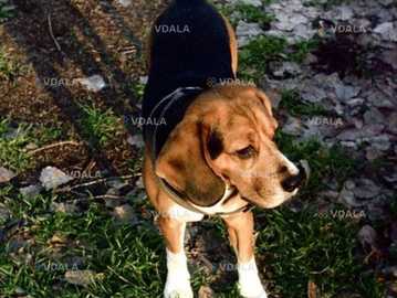 Ми шукаємо дівчинку бігля. Ми шукаємо дівчинку бігля. - VDALA.PRO
