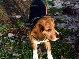 Ми шукаємо дівчинку бігля. Ми шукаємо дівчинку бігля. - VDALA.PRO
