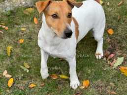 Джек рассел шукає дівчинку Джек рассел шукає дівчинку - VDALA.PRO
