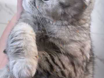 Невеста-вислоушка ищет прямоухого жениха для встречи. Невеста-вислоушка ищет прямоухого жениха для встречи. - VDALA.PRO