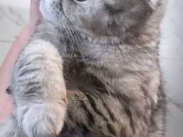 Невеста-вислоушка ищет прямоухого жениха для встречи. Невеста-вислоушка ищет прямоухого жениха для встречи. - VDALA.PRO